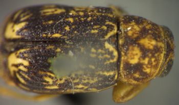 Media type: image; Entomology 8408   Aspect: habitus dorsal view